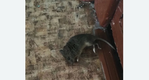 Дезинфекция от мышей в Тропарево-Никулино города Москвы